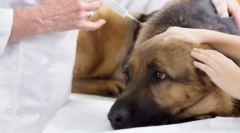 Kako narediti jez v psu